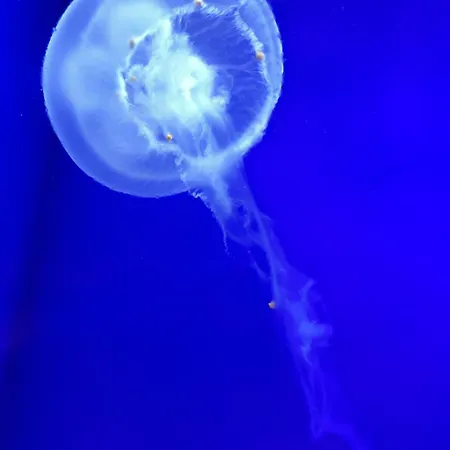 Rose شقة